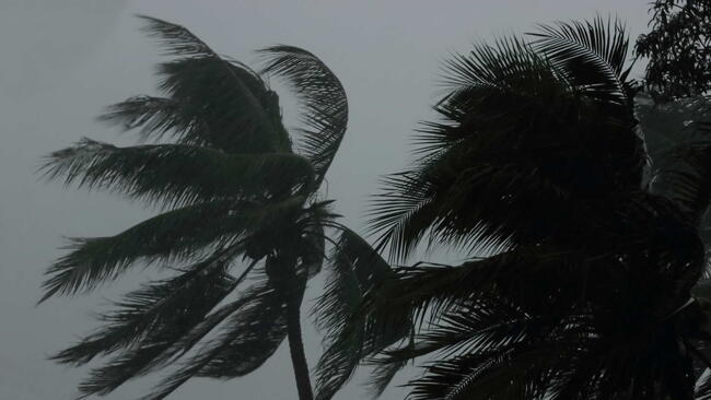 Coconut palms tree during heavy wind or hurricane. Rainy day