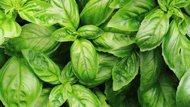 sweet basil leaves as nice natural food background