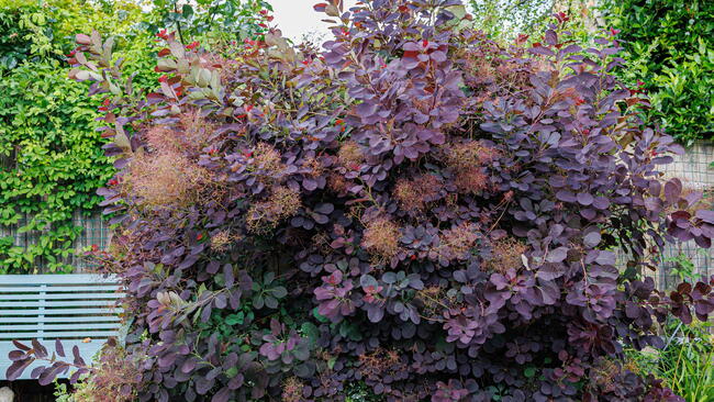 Royal purple smokebush