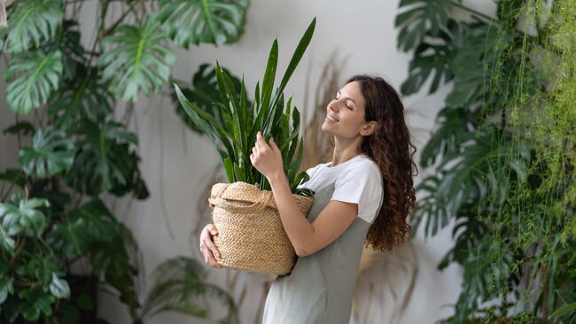 Snake plant
