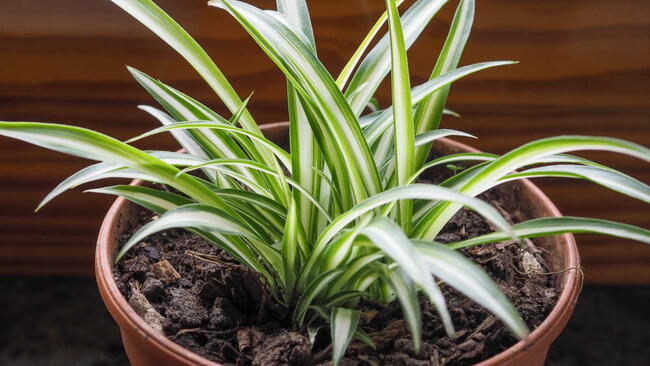 Chlorophytum comosum aka spider plant, airplane plant, St Bernard lily, spider ivy or ribbon plant in a terracotta pot