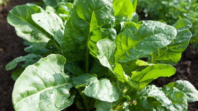 spinach plant with leafy greens growing in the garden 