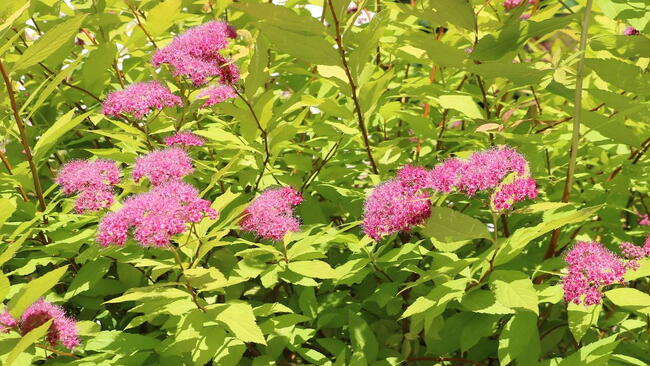Closeup of a Perennial spirea flower plant bush