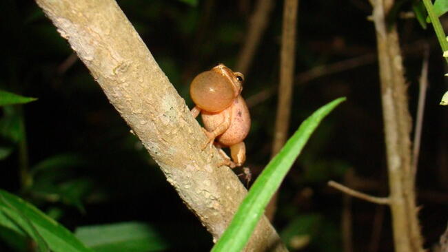 a spring peeper on a branch with throat distended