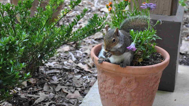 Squirrel in Potted Plant