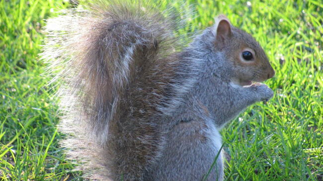 grey squirrel on a green lawn