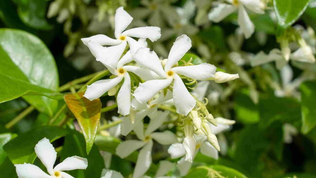Star Jasmine Flower