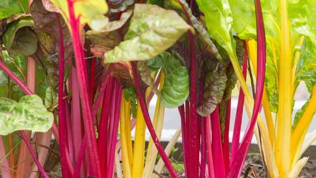 Swiss chard