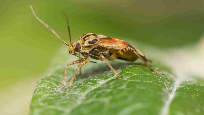 Tarnished plant bug (Lygus lineolaris) on a leaf