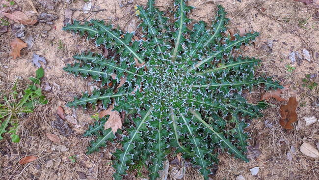 thistle