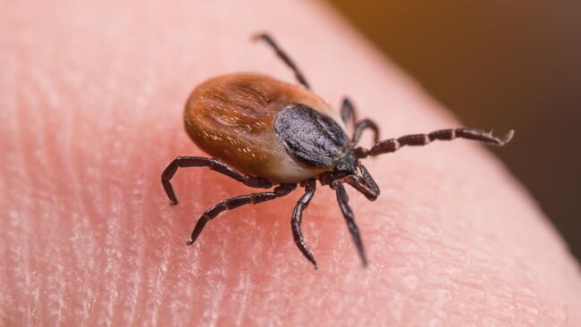 closeup of a tick on someone's finger