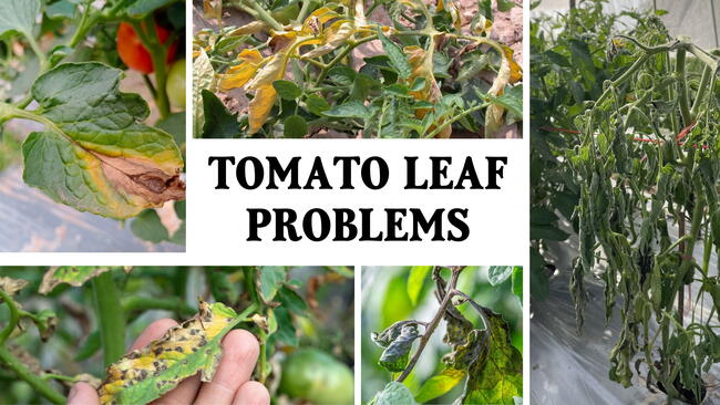 Tomato leaf problems from diseases