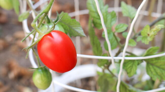 tomato growing on a vine, it is a fruit and vegetable