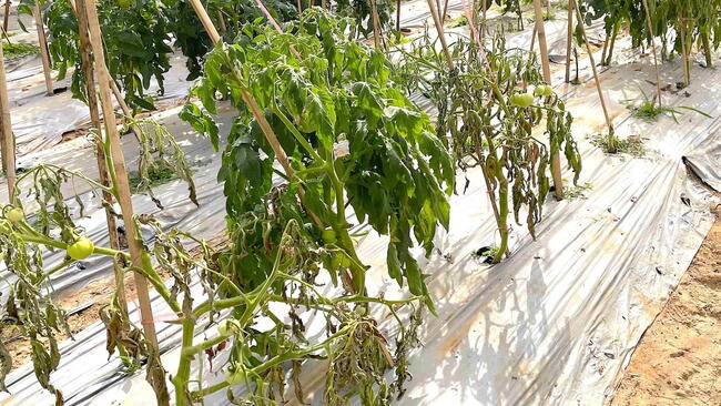 Tomato plant showing sudden wilting caused by bacterial wilt
