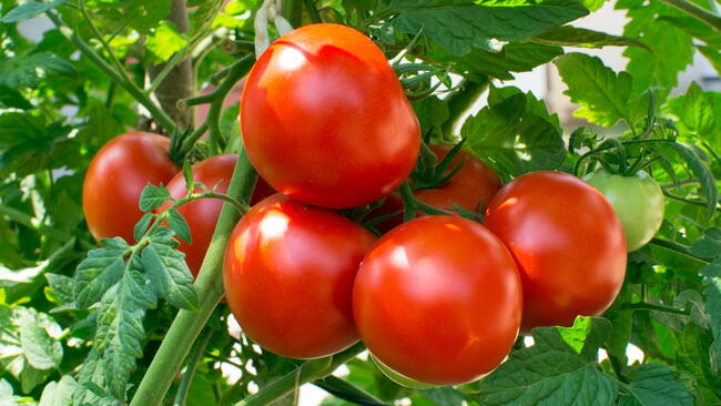 tomatoes growing in the garden
