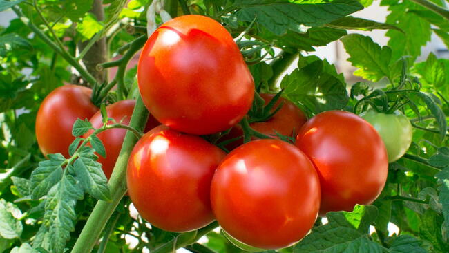 red tomatoes ripening on the vine in the garden