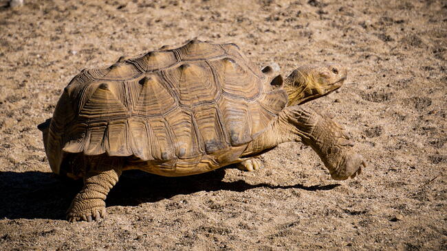Desert Tortoise walking in the sand