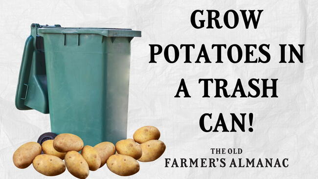 green trash can, potatoes, text: grow potatoes in a trash can