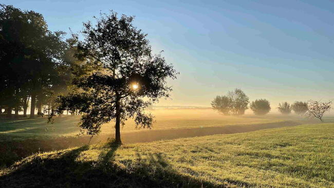 Early spring landscape with grass and tree under soft morning light.
