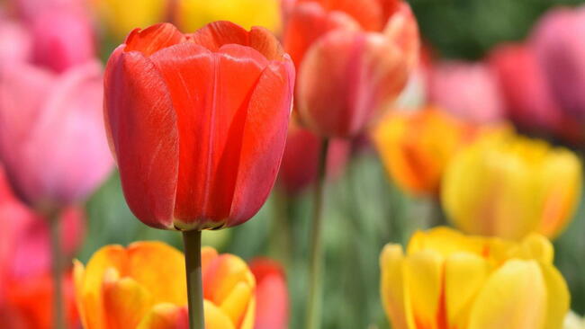 multicolored tulips in a garden. red, pink, yellow, and orange