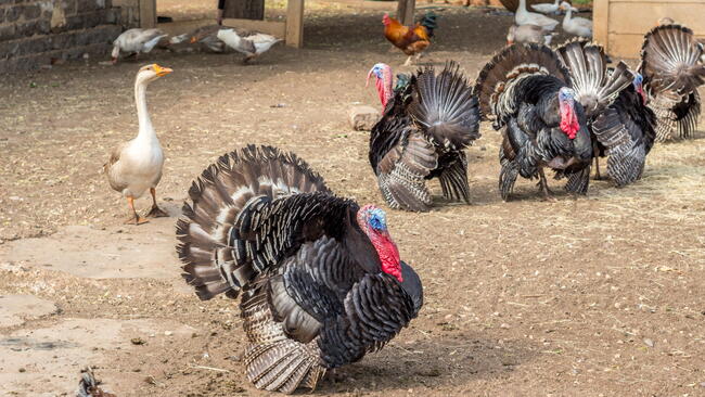 Turkeys on a farmyard