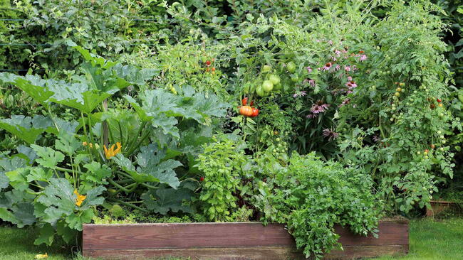 Small raised-bed vegetable garden filled with zucchini, tomatoes, herbs, and other productive crops