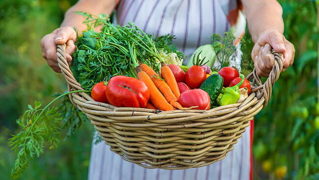 Senior woman harvesting vegetables in the garden. Selective focus