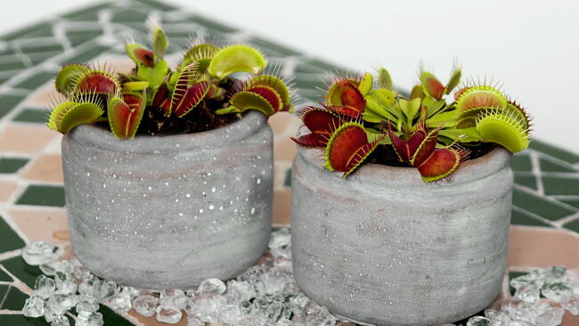 two venus flytrap plants, double potted for extra moisture