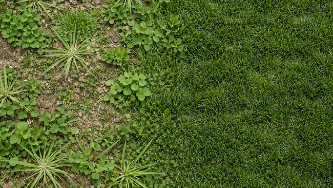 patchy lawn with weeds and bare soil next to healthy green grass