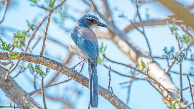 western scrub-jay perching on a branch