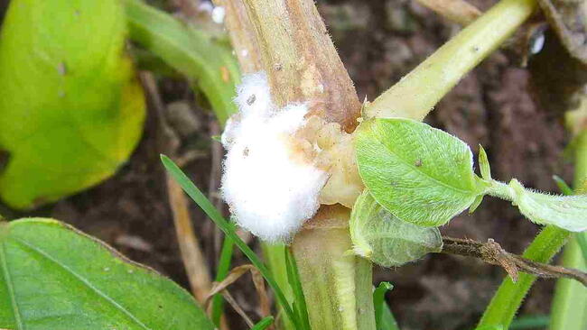 White cottony mycelium of Sclerotinia sclerotiorum on plant stem causing white mold disease.