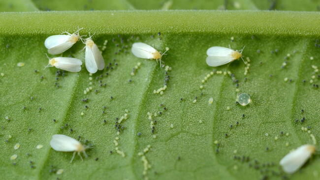 whiteflies and whitefly eggs on a green leaf