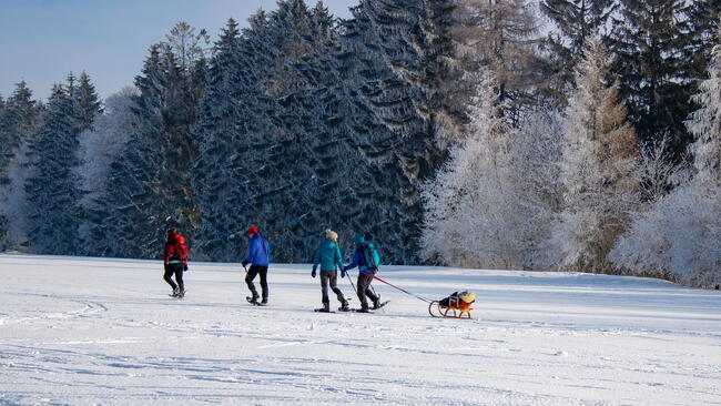 Four people snowshoeing across a field. One is dragging a small sled