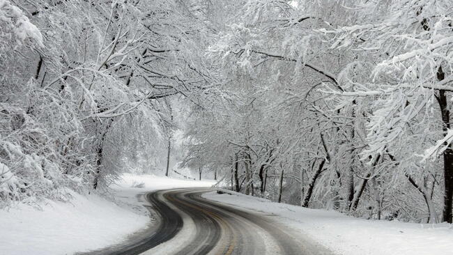 snow covered trees hang over a plowed two lane road, winter sight