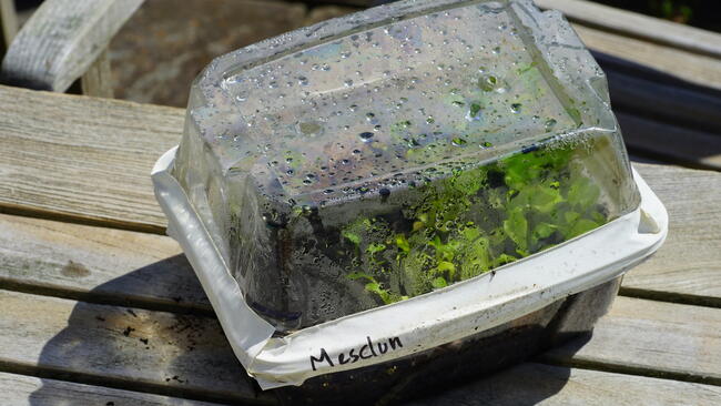 A fogged and wet plastic container filled with growing plants