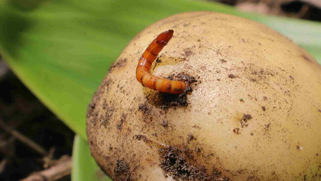 A wireworm pest emerging from a freshly dug potato