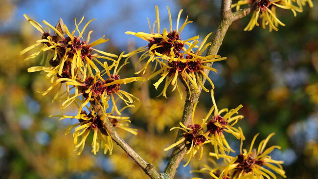 Witch Hazel branches and flowers