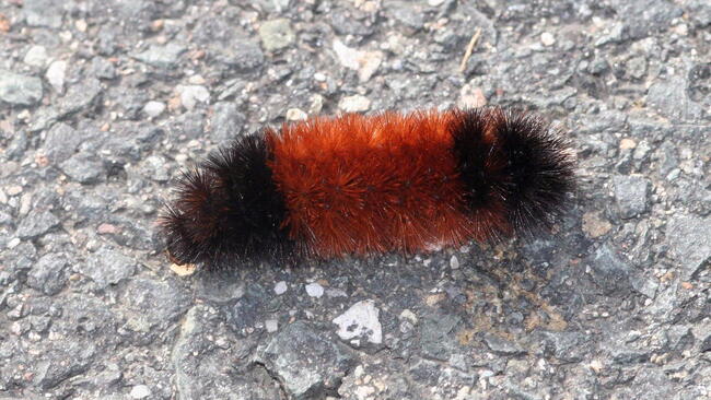 a woolly bear or a woolly worm caterpillar, brown and black, on pavement.