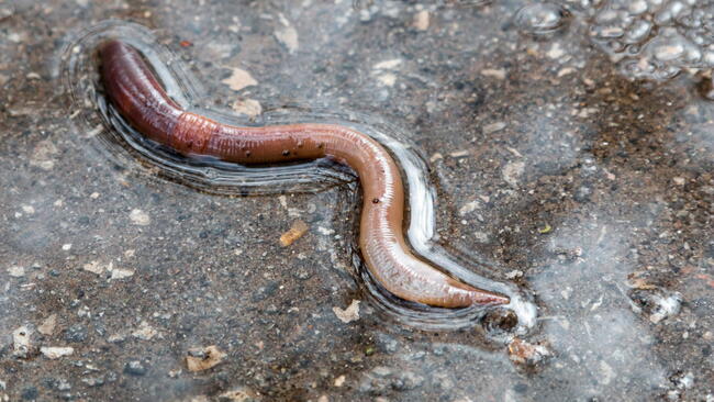 Earthworm on wet asphalt Crassiclitellata closeup after rain.