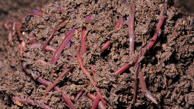 worm castings