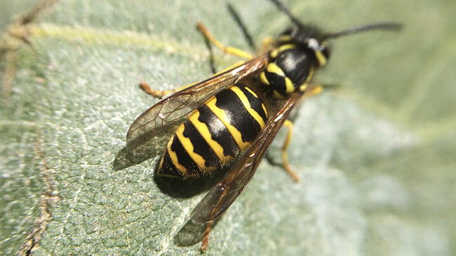 closeup of a yellow jacket
