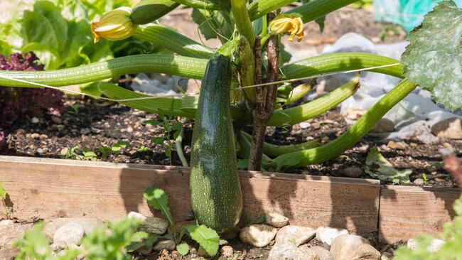 Zucchini in Raised Bed