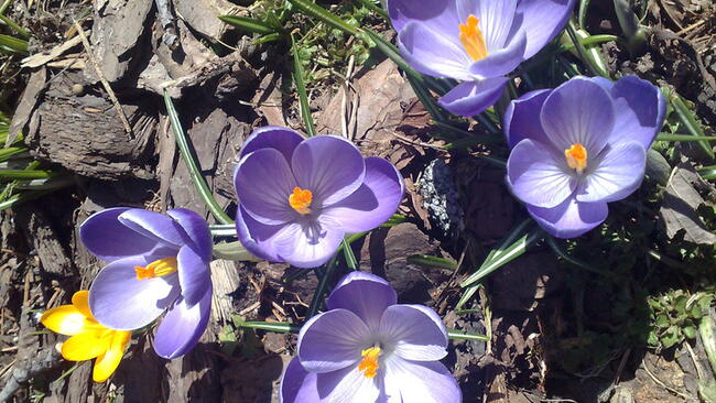 Spring Crocus flowers, bulbs that naturalize