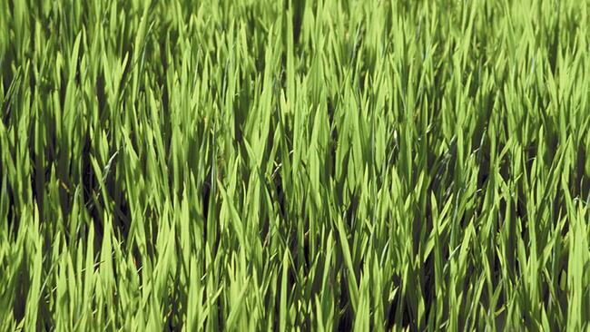 green grass