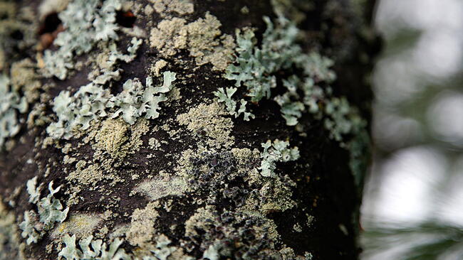 Lichen on a Log
