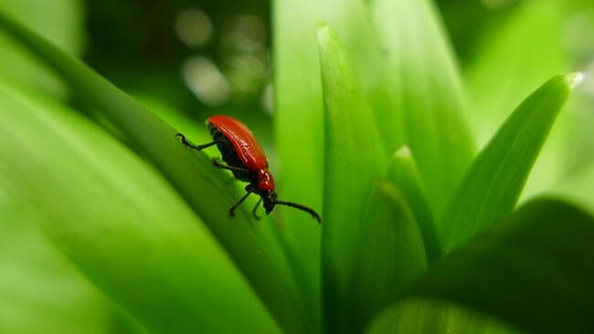 beetle on a plant leaf