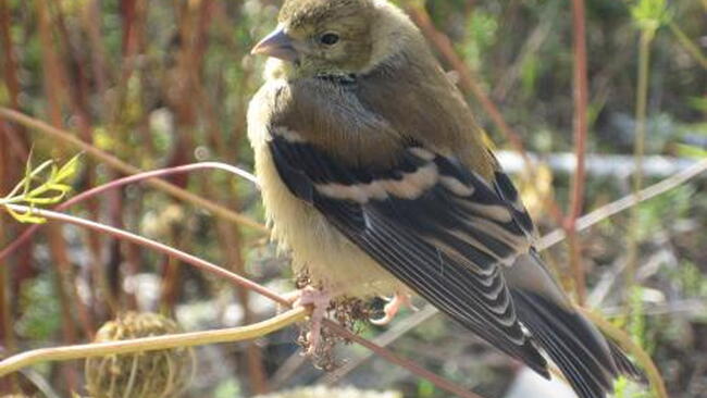 Backyard Bird