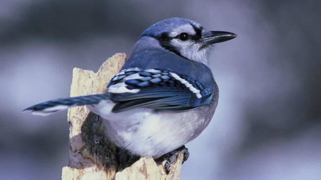 blue jay on a perch