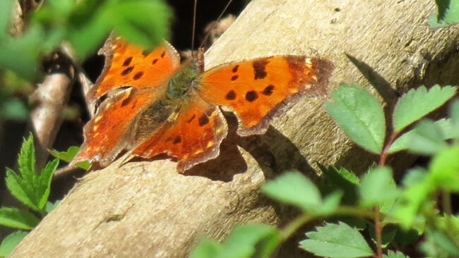 Spring Frog Sounds Spring Peepers and Wood Frogs The Old Farmer's