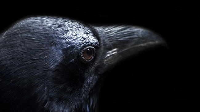 the black head of a common raven